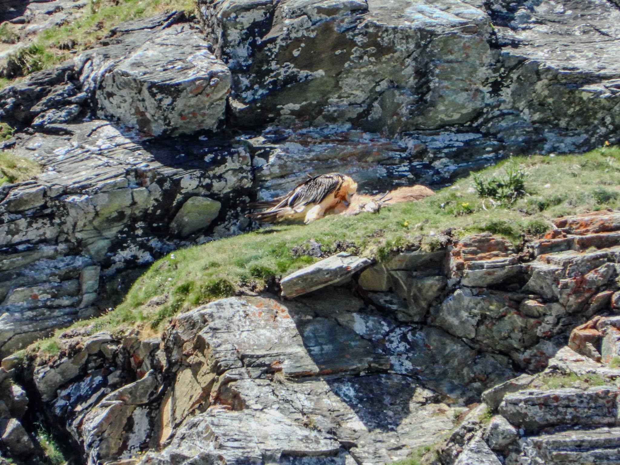 Foto Alder-Costabel/gu_02.jpg