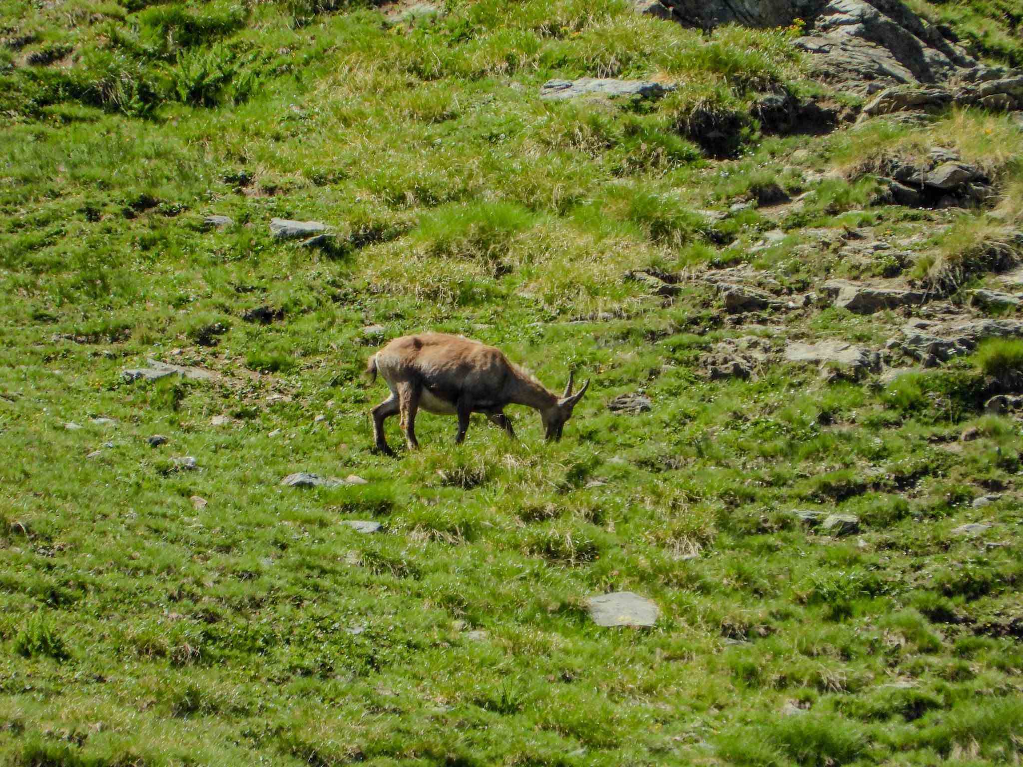 Foto Alder-Costabel/gu_04.jpg