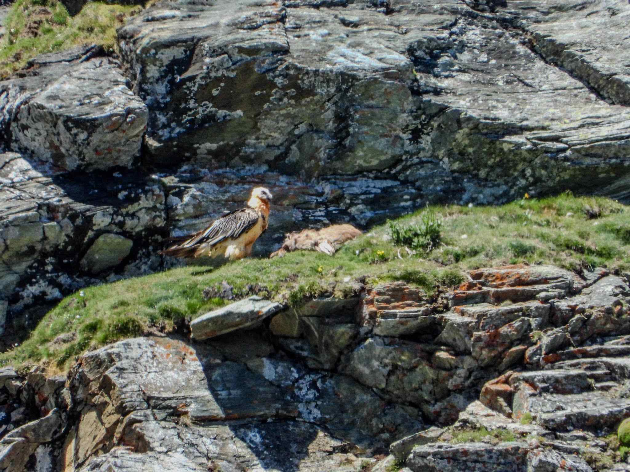 Foto Alder-Costabel/gu_08.jpg